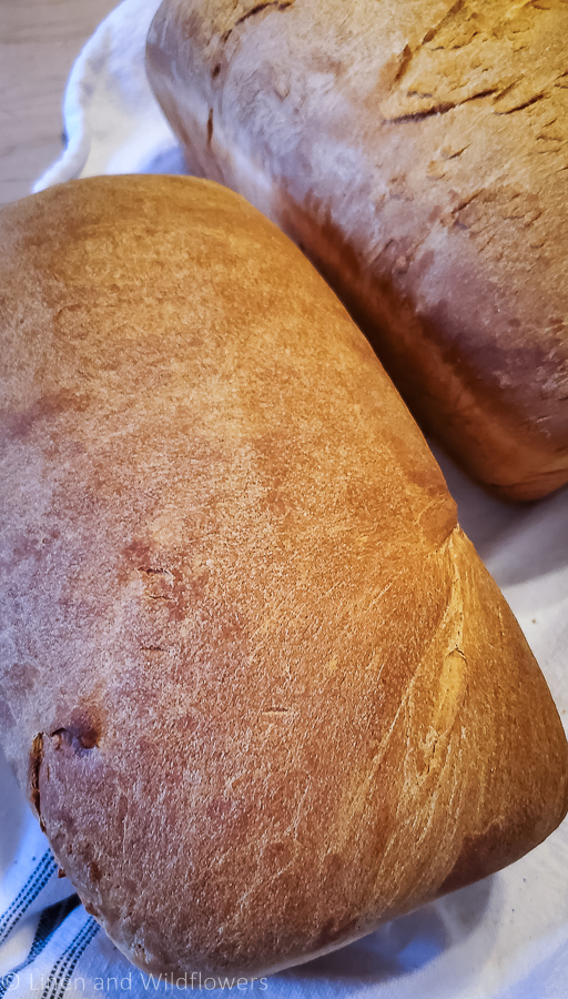 Two loaves of fresh homemade brad on tea towel.