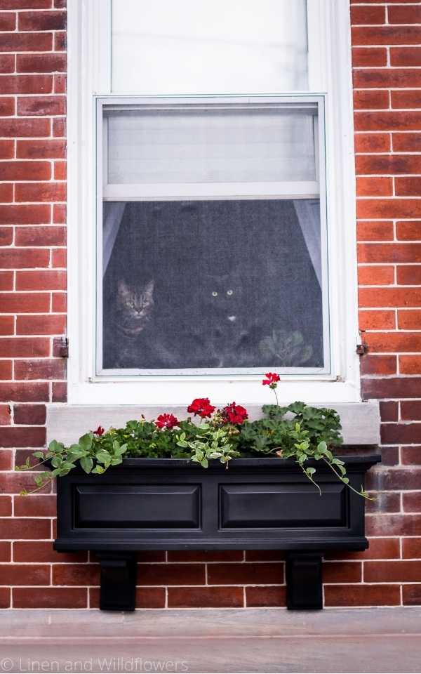 A black Nantucket style window box with red geraniums and ivy mounted onto a red brick house with marble windowsills and two cats looking out the window.