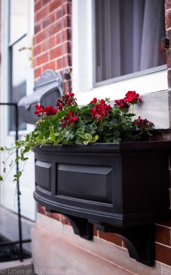 A black Nantucket style window box with  geraniums and ivy mounted on a brick house under a marble window sill.