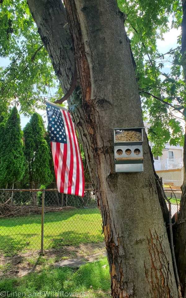 American flag & birdfeeder mounted on a tree