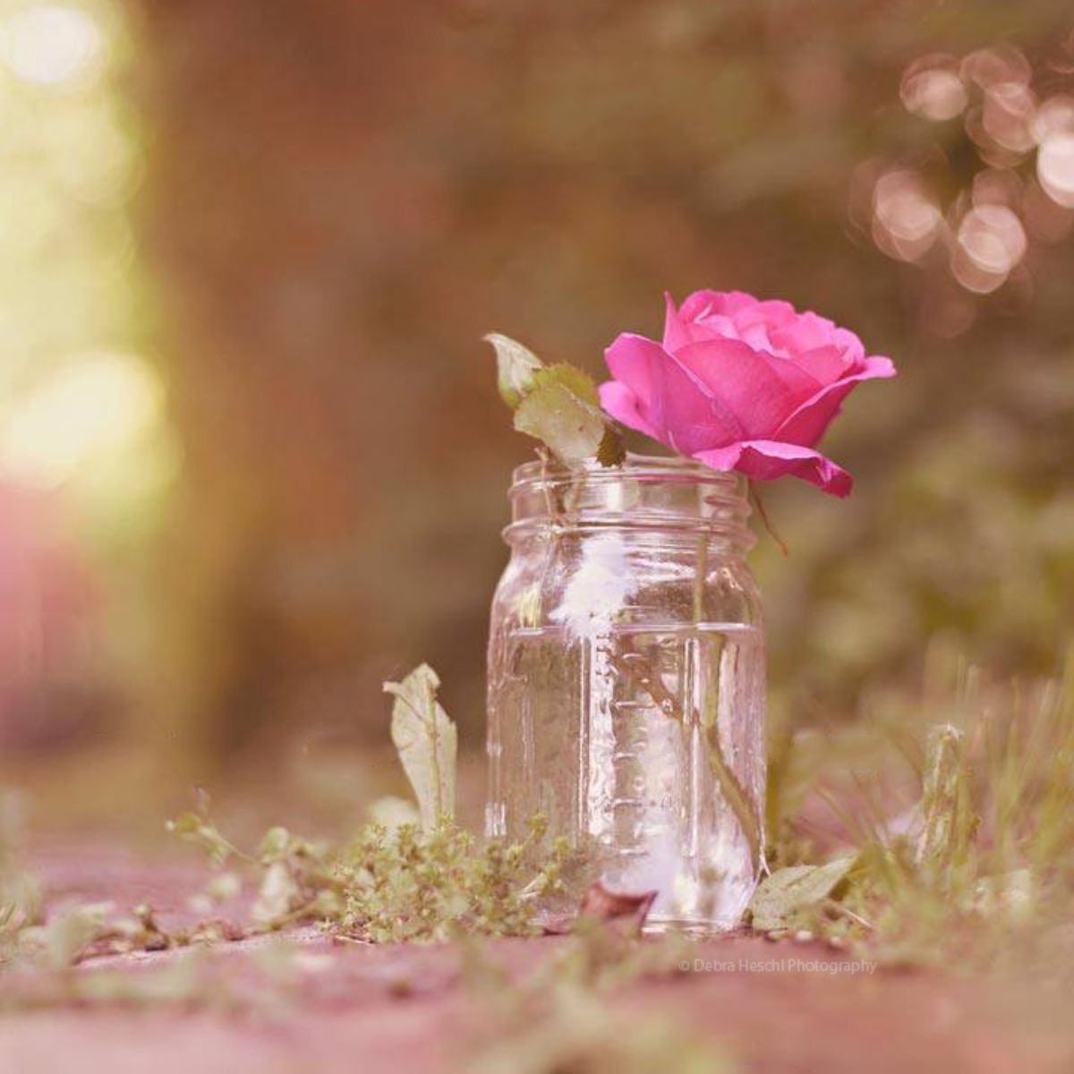Image of a mason jar in the pathway with a single rose captured by Debra (Dusty) Heschl Photography.