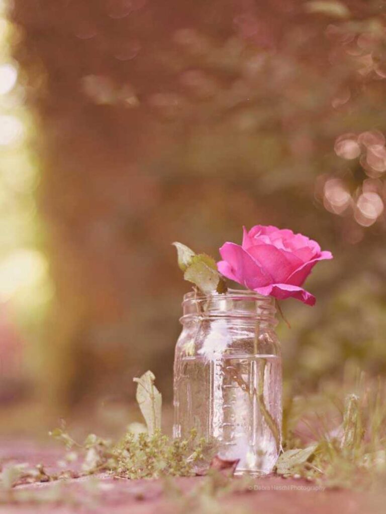 Get Your Free Art Prints: Subscribe to Our Library Today! A mason jar with a single pink rose captured on a pathway.