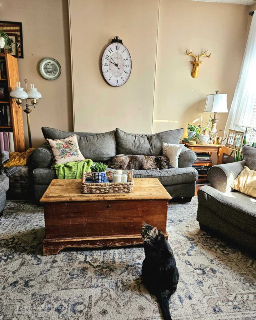 A cozy living room with a sleeping dog on the couch & a large tabby cat in front of the coffee table chest.