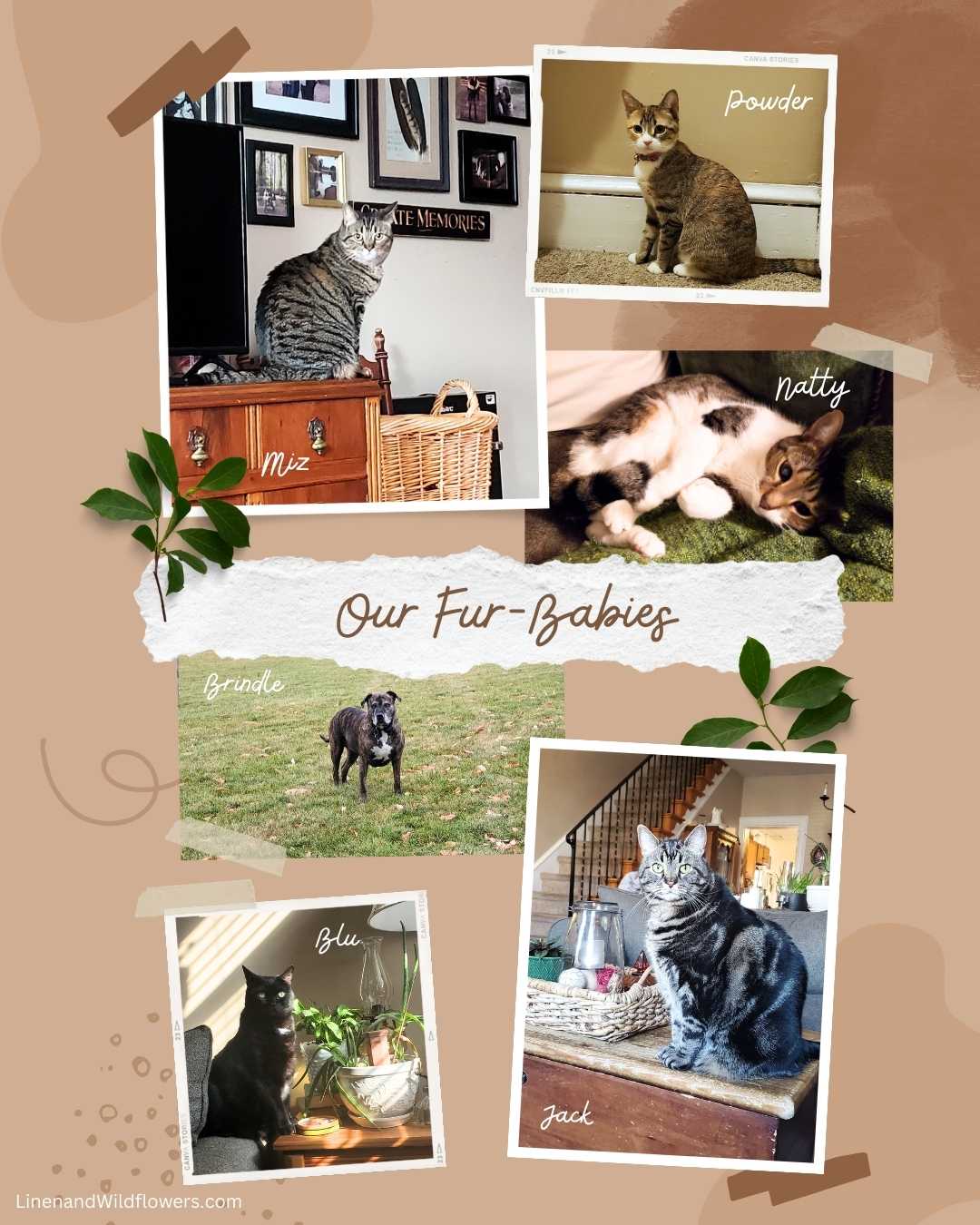 Dusty shares a creative collage of her five cats & 1 dog!
