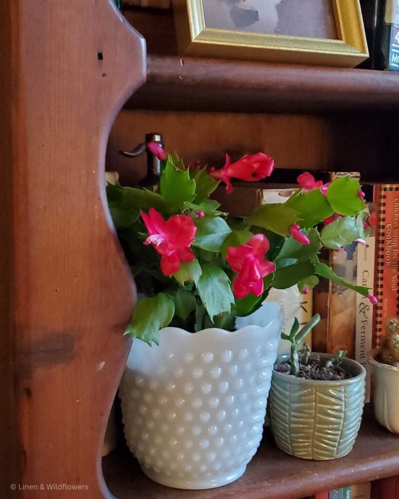 On the shelf is a Christmas cactus with pink blooms in a white milk glass planter next to books & another small plant.
