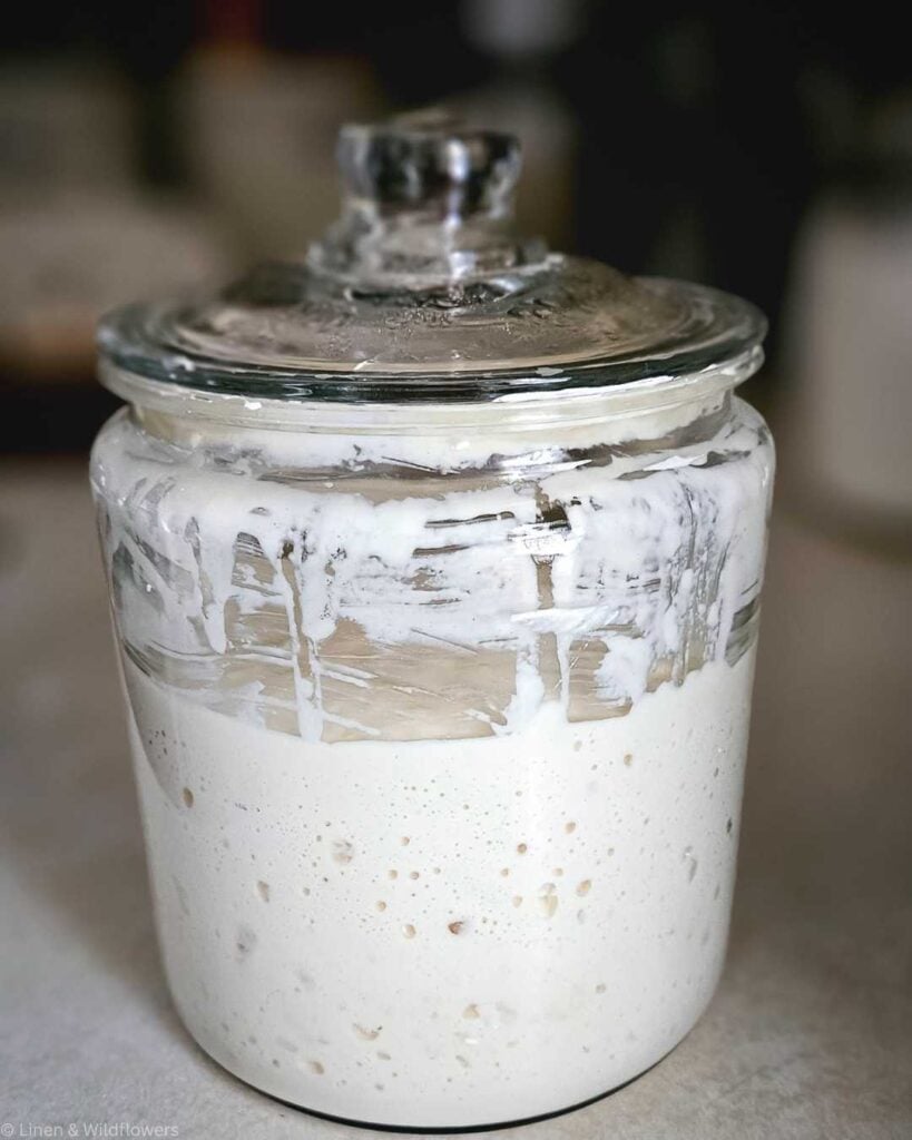 Glass jar filled with bubbly sourdough starter, lid on top. The creamy mixture has streaks along the sides, suggesting fermentation activity.