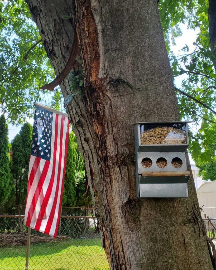 An American flag hangs next to a large maple tree with a metal bird feeder attached, filled with seeds. The scene conveys a sense of patriotism and tranquility.