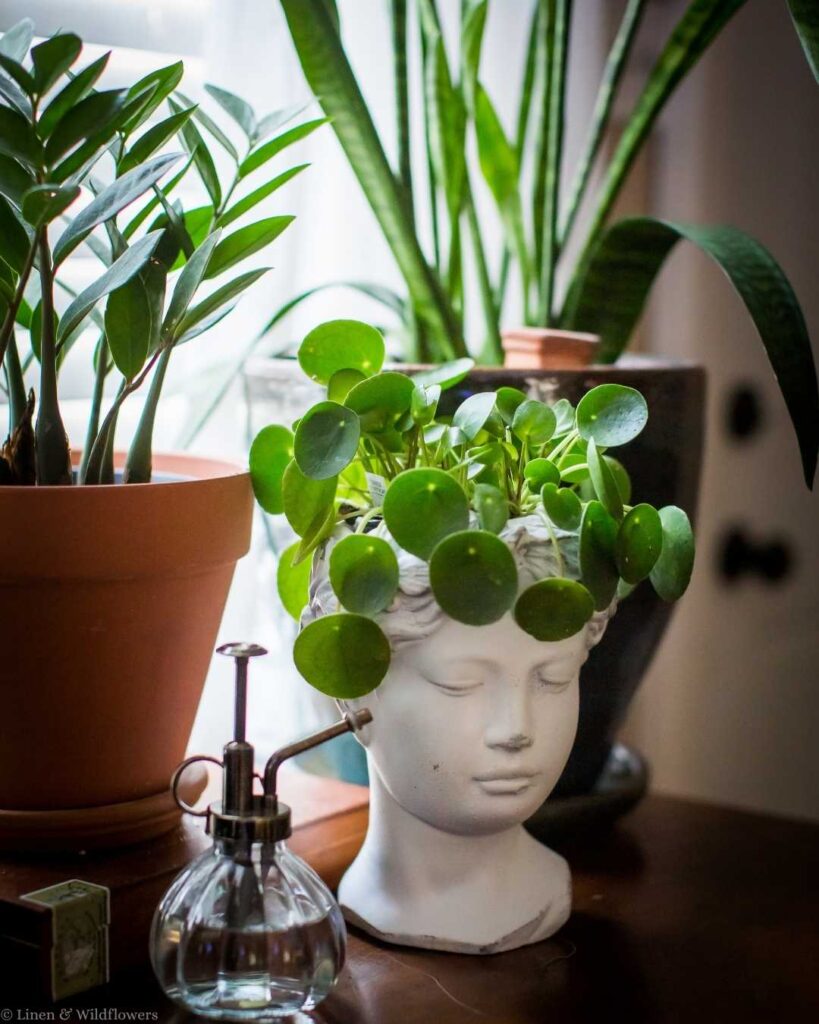 Pilea peperomioides (Chinese money plant) growing in a white ceramic head planter on a dark wood windowsill, surrounded by a ZZ plant in terracotta and a snake plant — budget-friendly indoor plant decor for a cozy home.